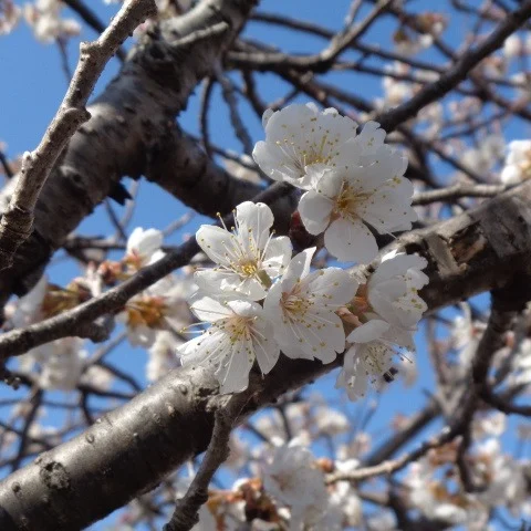 わたげワークスの花壇に桜が咲きました！
春の訪れを感じるこの季節、みなさまもぜひ桜を見にお立ち寄りください。

#柏 #柏カフェ#カフェ#手賀沼 #ランチ #ペジーブルカフェ#ペジーブル #カフェ好きな人と繋がりたい #カフェ巡り#Paisible#boulangerieCafePaisible #カフェペジーブル#北柏#手賀沼カフェ#手賀沼カフェ巡り#柏カフェ巡り#cafe #柏ランチ #道の駅しょうなん #ランチプレート #パン好きな人とつながりたい#就労移行支援#就労継続支援ｂ型#frindly#桜