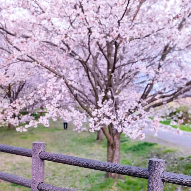 .

大堀川の桜が見頃を迎えています
お花見散歩の途中に、この時期だけの
「桜さくロールケーキ」🌸でひと休みがオススメ

▶ふわふわのスポンジに、ほんのり桜が香るクリーム
トッピングのいちごがアクセントになっていて、春を丸ごと食べているような気分になれます

▶大堀川沿いの桜並木は、柏・流山エリアでも屈指のお花見スポット
満開の桜を眺めた後は、甘いスイーツで心も満たされませんか？

期間限定なので、気になる方はお早めに！

#大堀川 
#桜
#お花見 
#柏カフェ
#流山カフェ