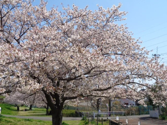 遊歩道の桜が満開！
本日はお花見日和です。
今週日曜日は、先週に続きカフェ営業日となっております(^^♪
この機会に桜を見ながらのお花見限定ランチはいかがでしょうか。
お待ちしております。

#柏 #柏カフェ #カフェ #手賀沼 #ランチ #ペジーブルカフェ #ペジーブル #カフェ好きな人と繋がりたい #カフェ巡り#Paisible #boulangerieCafePaisible #カフェペジーブル #北柏 #手賀沼カフェ #手賀沼カフェ巡り #柏カフェ巡り #cafe #柏ランチ #道の駅しょうなん #就労移行支援 #就労継続支援ｂ型 #frindly #activity #watage #お花見 #桜