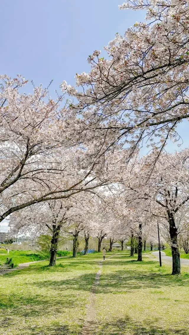 4月のお話し。

すくすくハウスから見える桜に誘われて、
麗らかな春の日に桜並木を歩いてきました。

頭上を埋め尽くす満開の桜はもちろん、
風に吹かれて舞い散る花びらもまた、
この時期ならではの美しさですね。

心ゆくまで春の風情を満喫できた、
素敵なおでかけになりました。

#すくすくハウス
#柏市 #生活介護
#医療的ケア