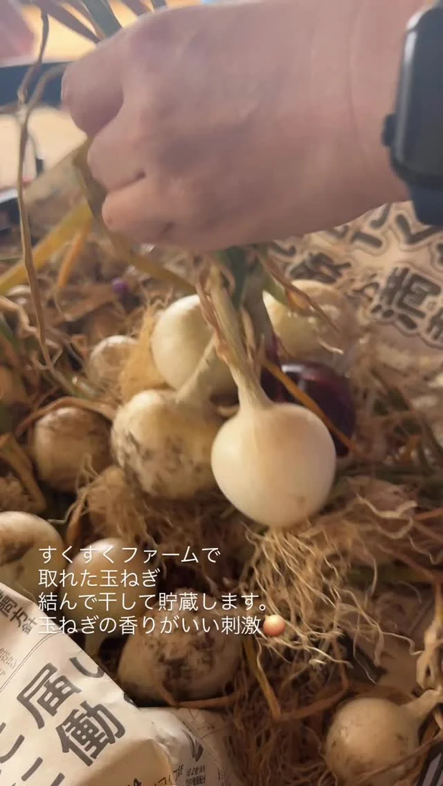 すくすくファームで育てた玉ねぎ。
収穫して今日は貯蔵のための作業です。
できたら併設のカフェ@paisible_cafe_takata に卸します。
ポタージュになるかな？サンドイッチになるかな？
想像しながら作業しました

#すくすくファーム 
#柏市 #生活介護
#医療的ケア 
#畑仕事
